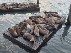 California and the Seals – When Humanity Takes Responsibility